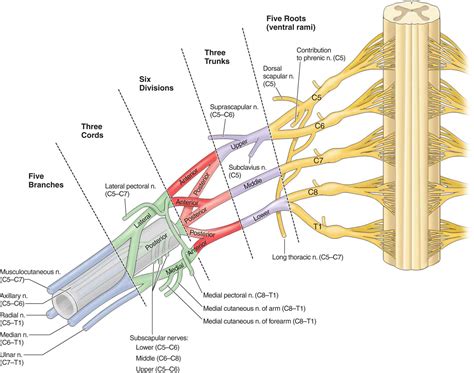 anterior primary rami|nerve plexus anatomy.